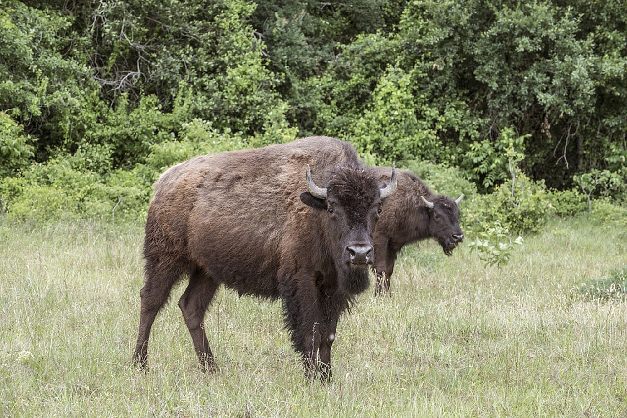 bison buffalo livestock free photo