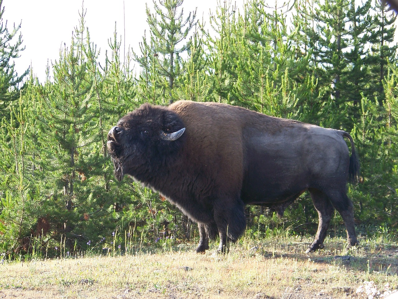 bison wyoming yellowstone free photo