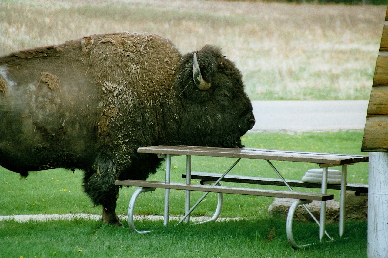 bison severe head picnic free photo