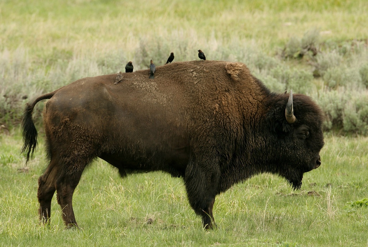 bison buffalo birds free photo