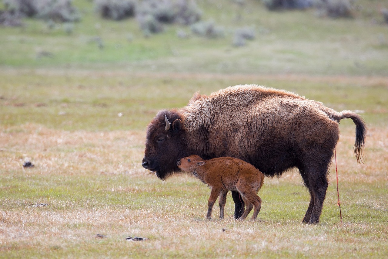 bison cow calf free photo
