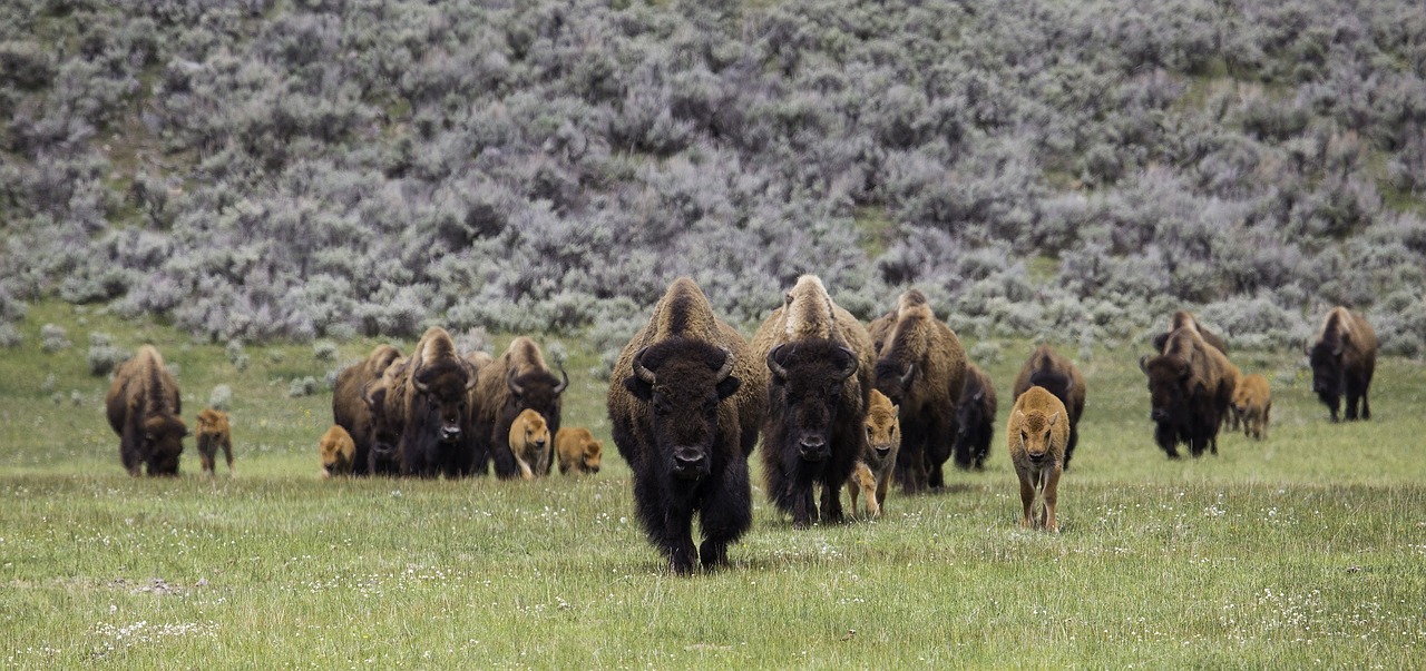 bison buffalo herd free photo