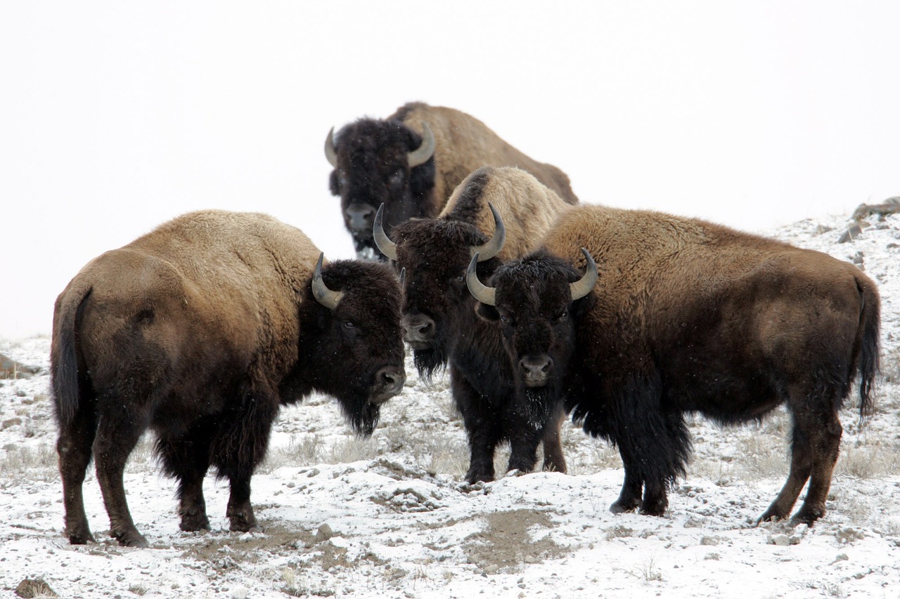 bison buffalo snow free photo