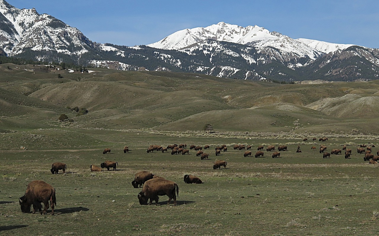 bison buffalo herd free photo