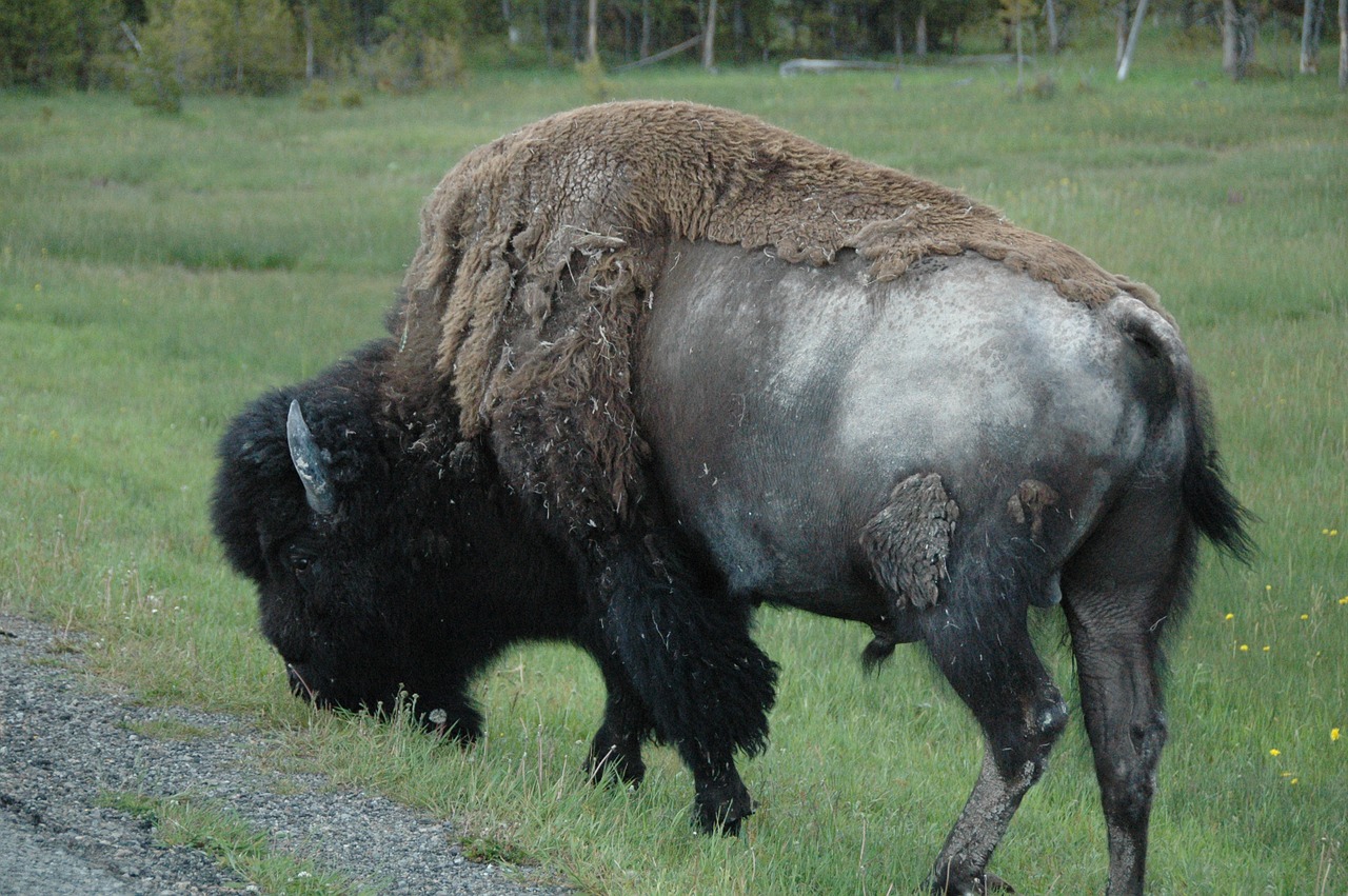 bison yellowstone animal free photo