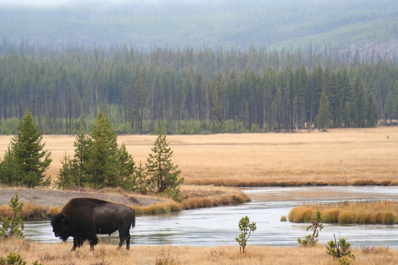 bison buffalo river free photo