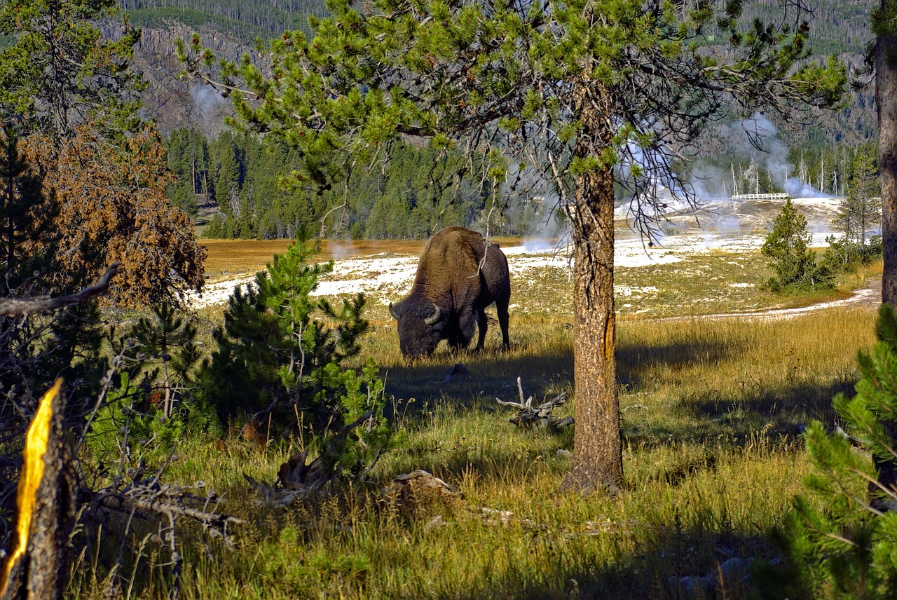 bison above old faithful  buffalo  bison free photo