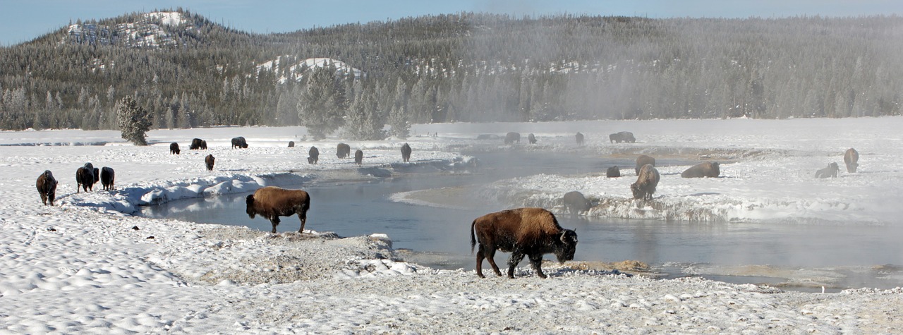 bison buffalo herd hot springs free photo