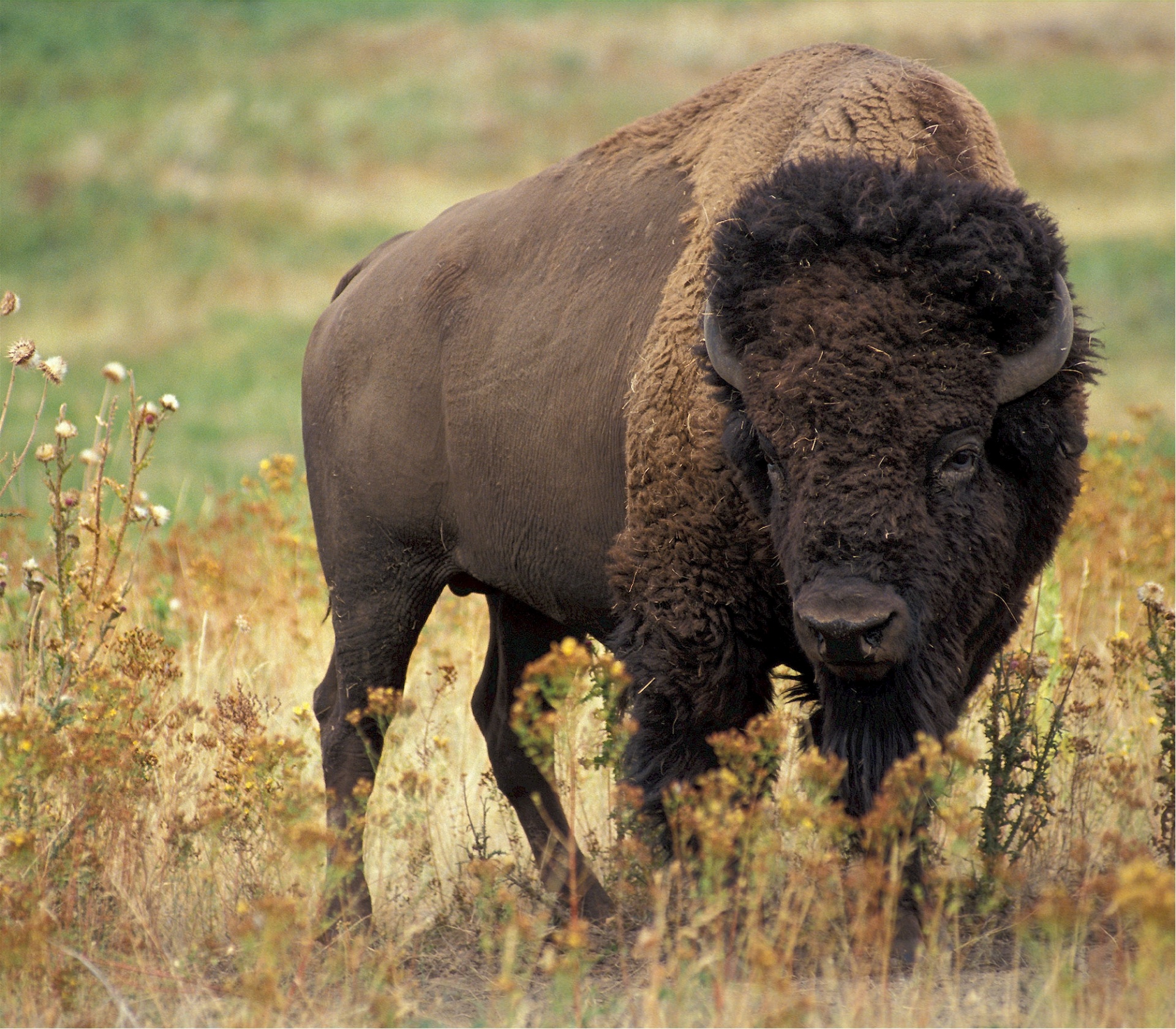 bison buffalo wildlife free photo