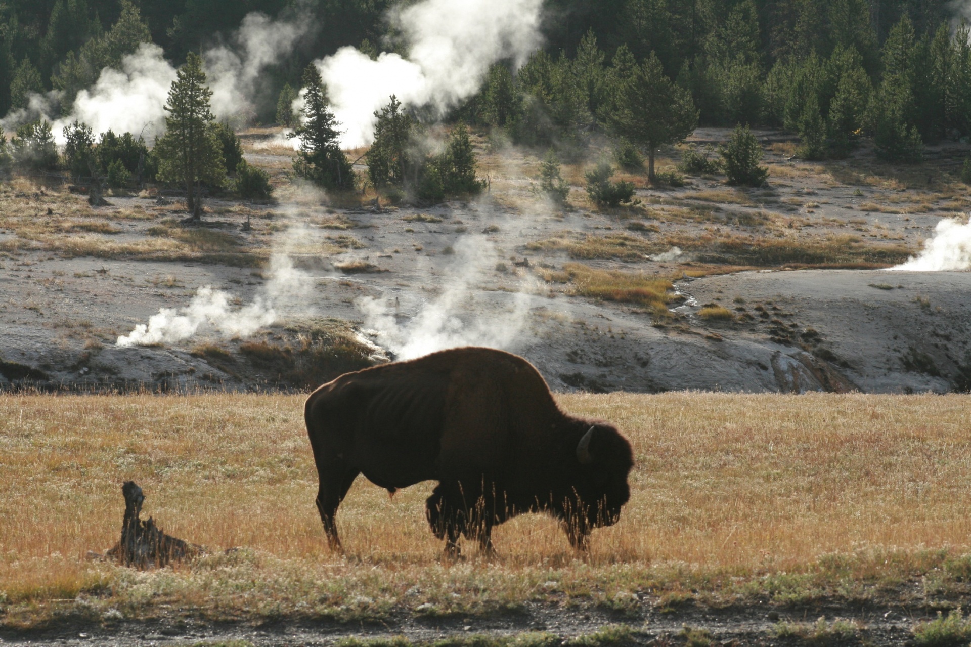 bison buffalo icon free photo