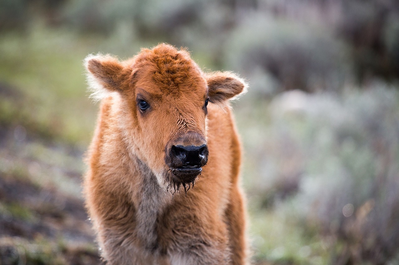 bison calf buffalo baby free photo