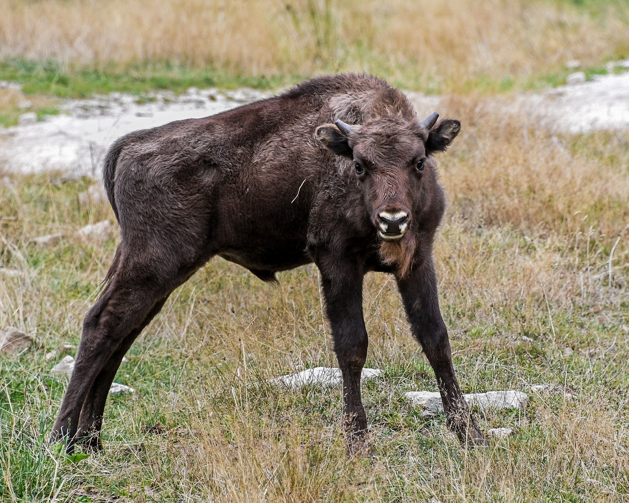 bison europe young baby free photo