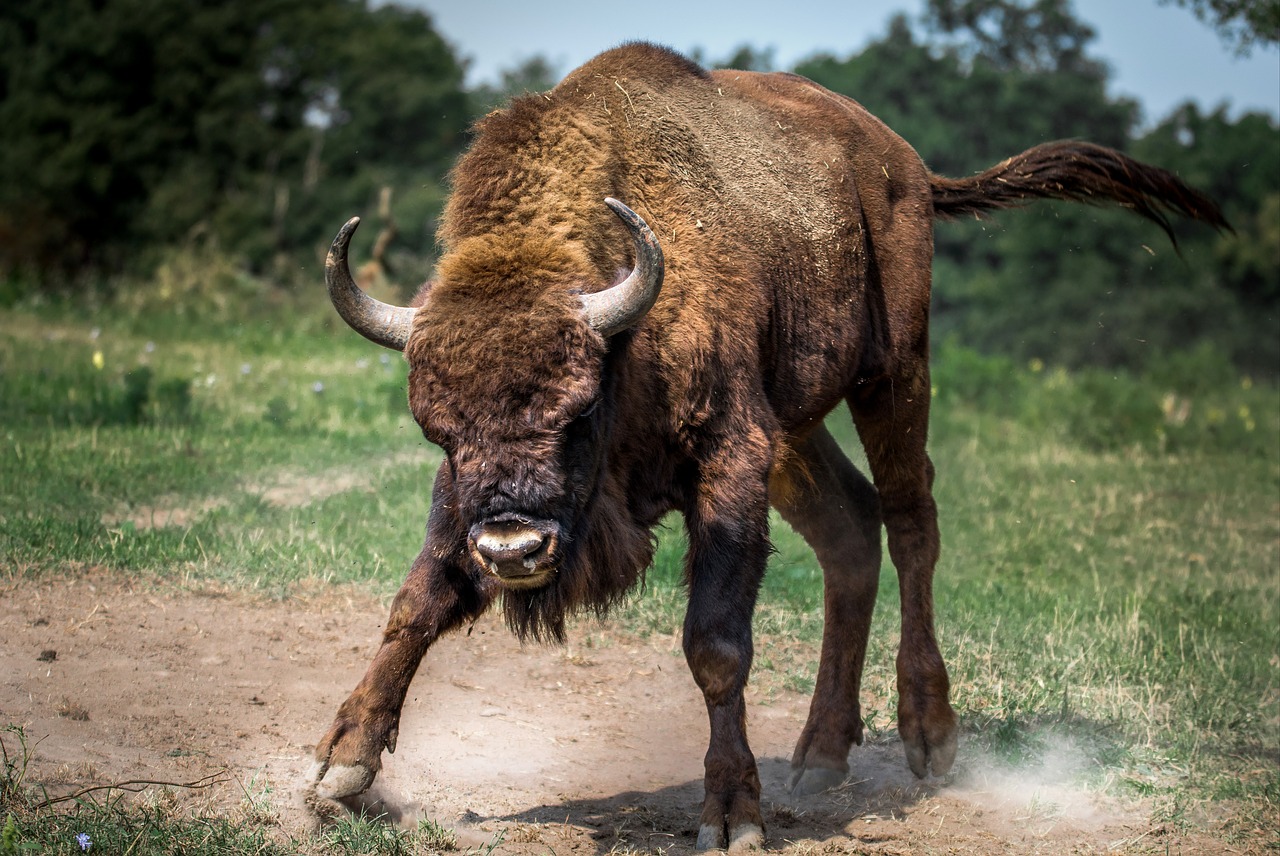 bison european bison animal free photo