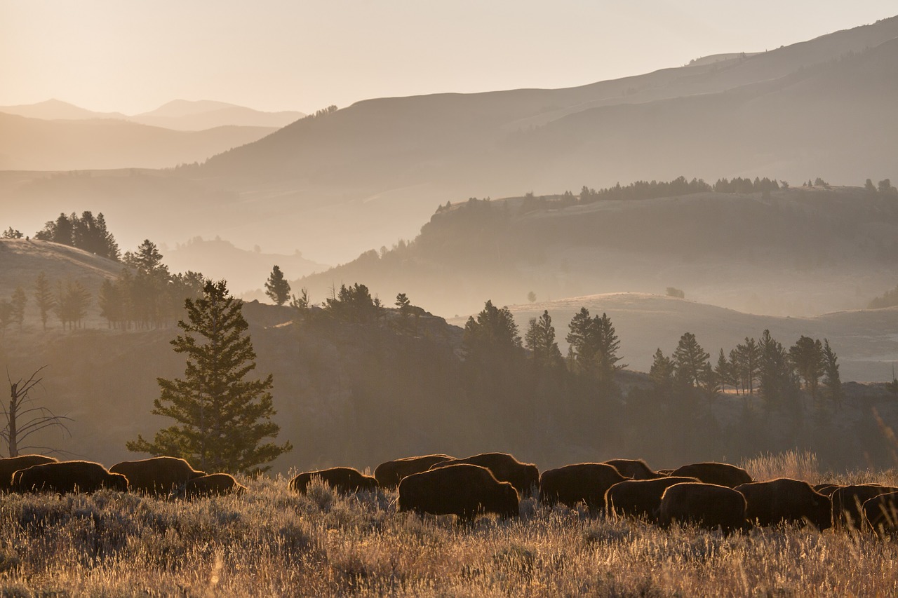 bison herd wildlife buffalo free photo