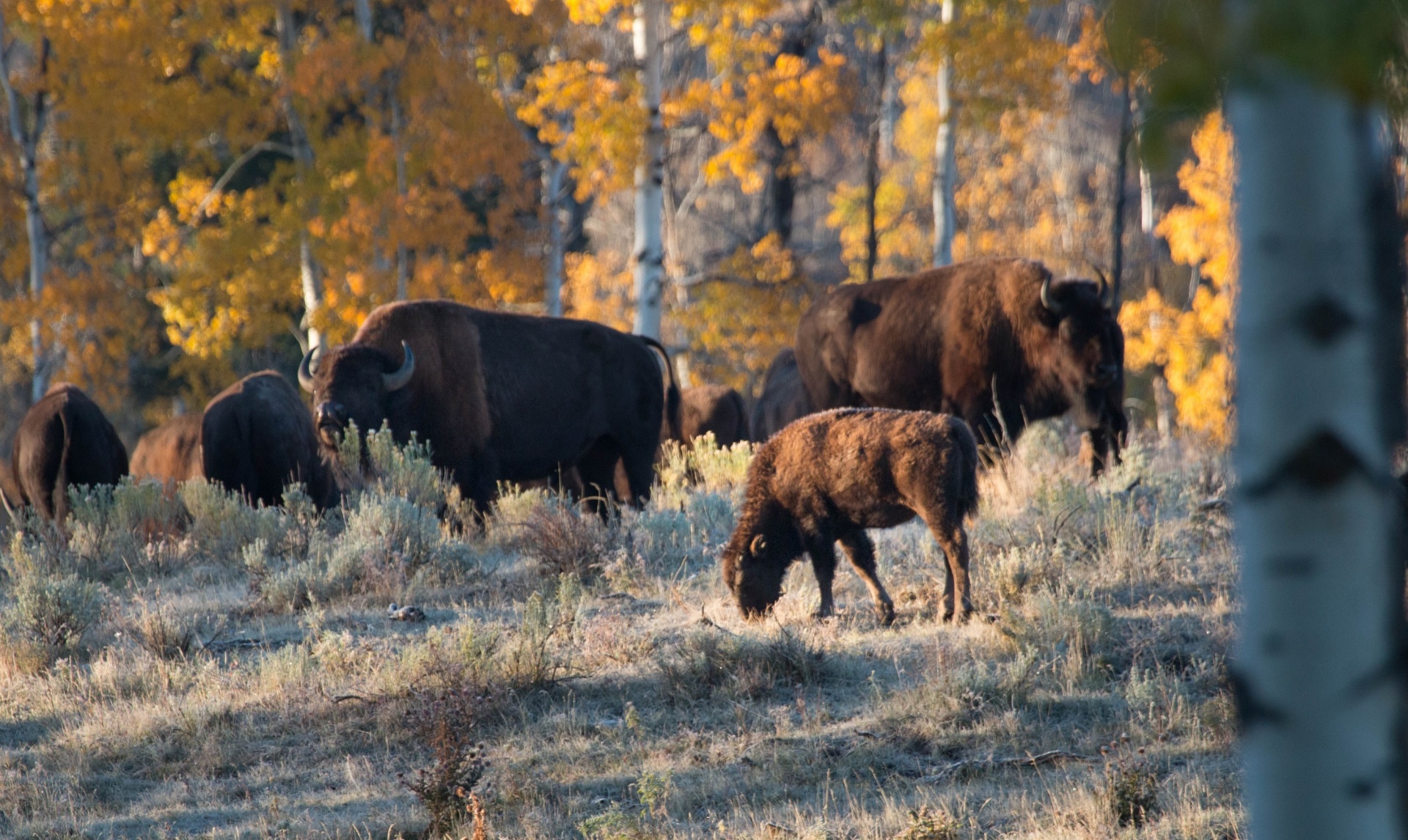 buffalo bison herd free photo