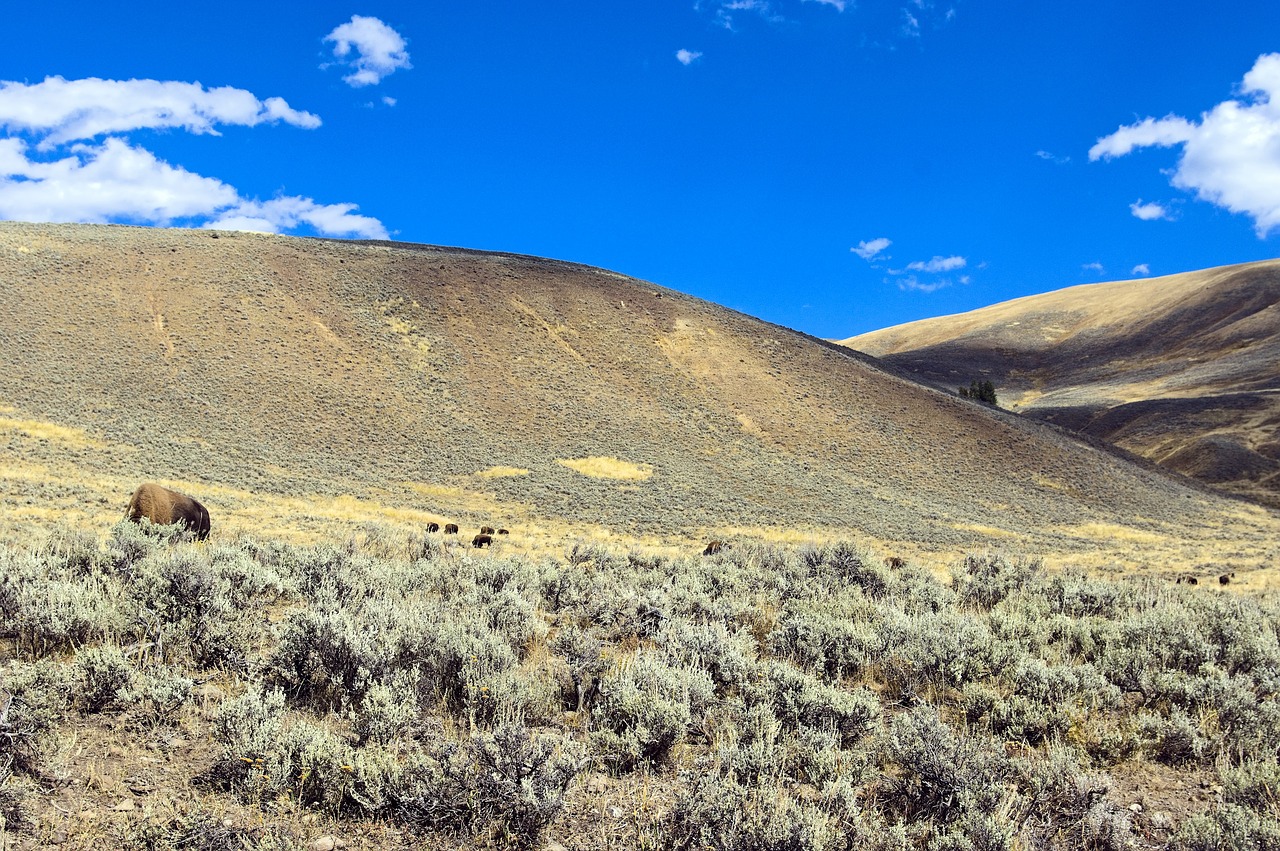 bison in autumn lamar valley  bison  buffalo free photo