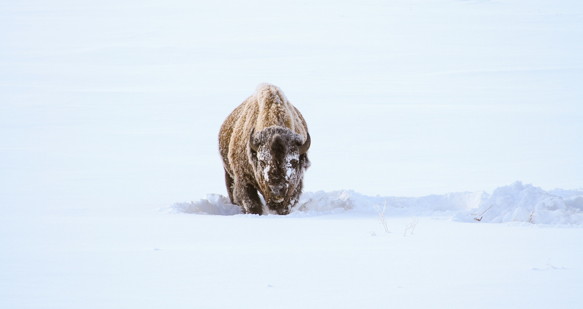 bison buffalo snow free photo