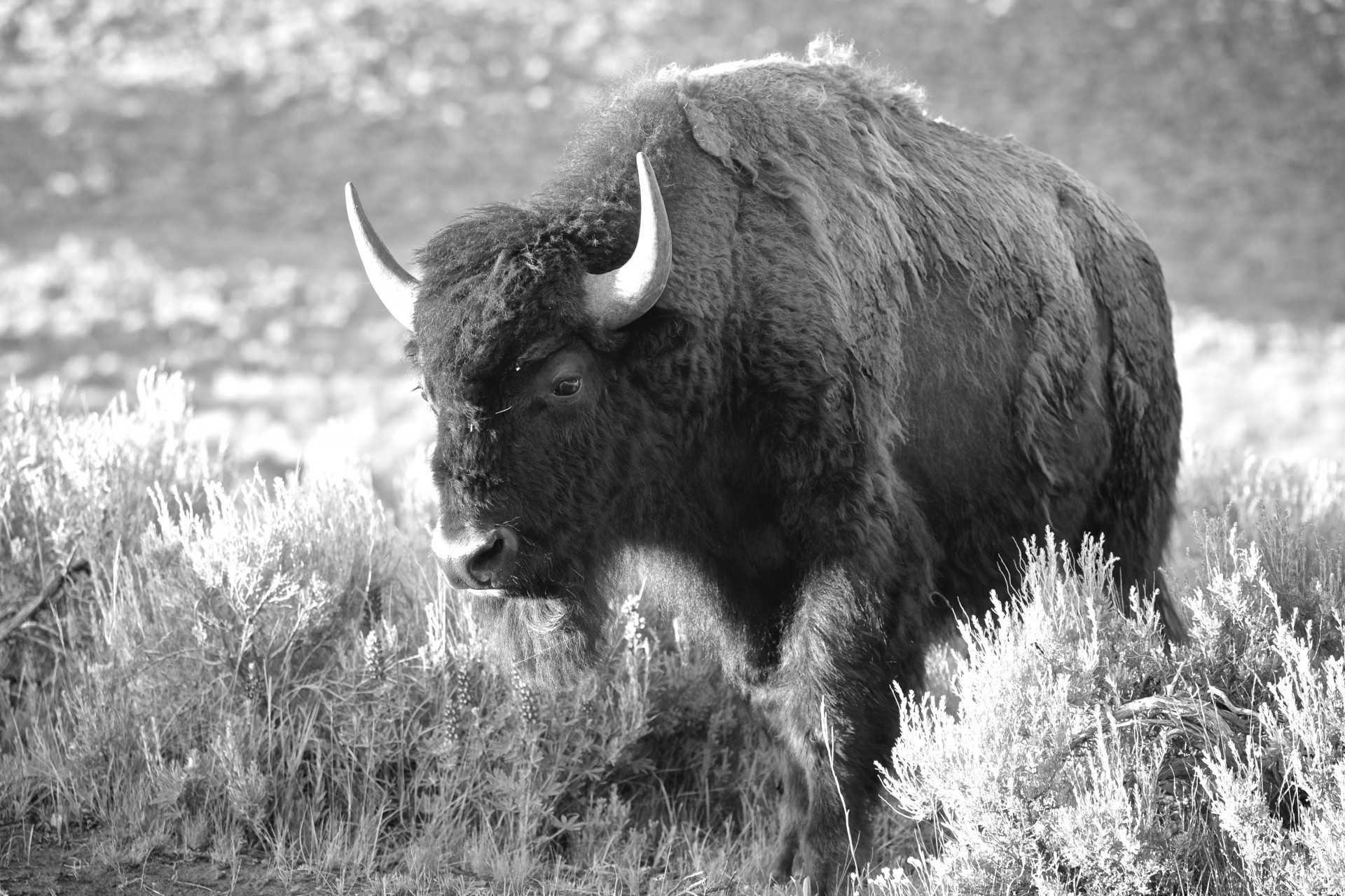 animal bison buffalo free photo