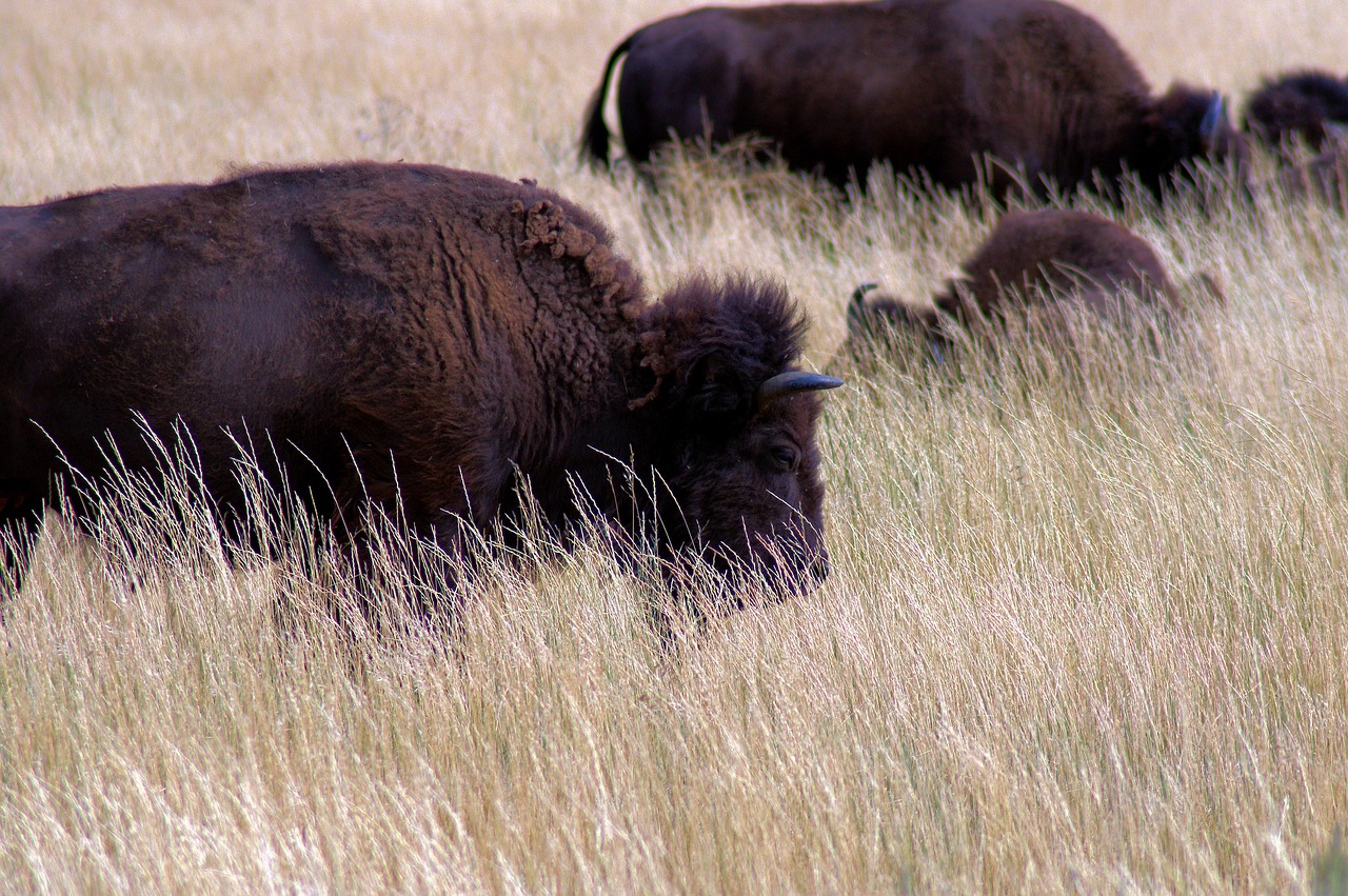 bison near kelly  bison  herd free photo