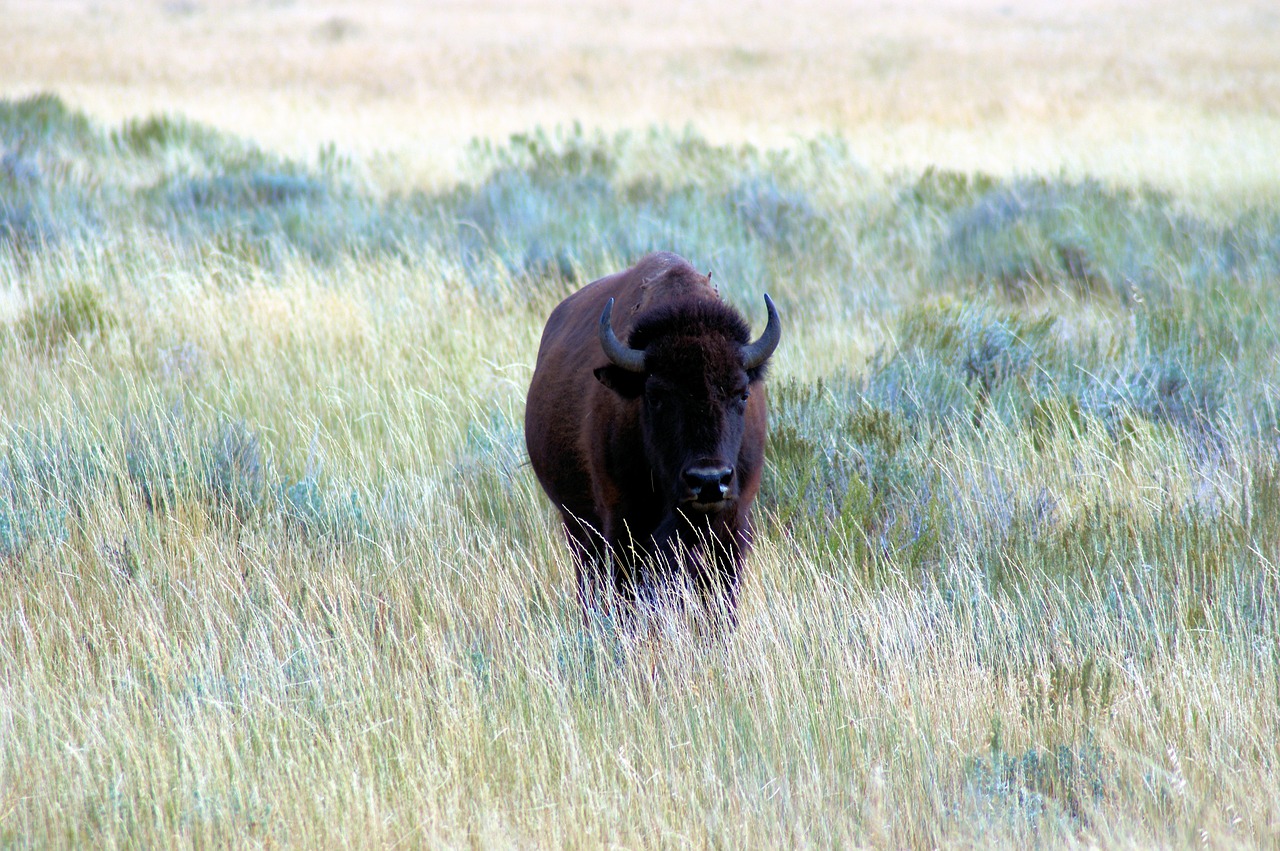 bison near kelly wyoming  bison  nature free photo