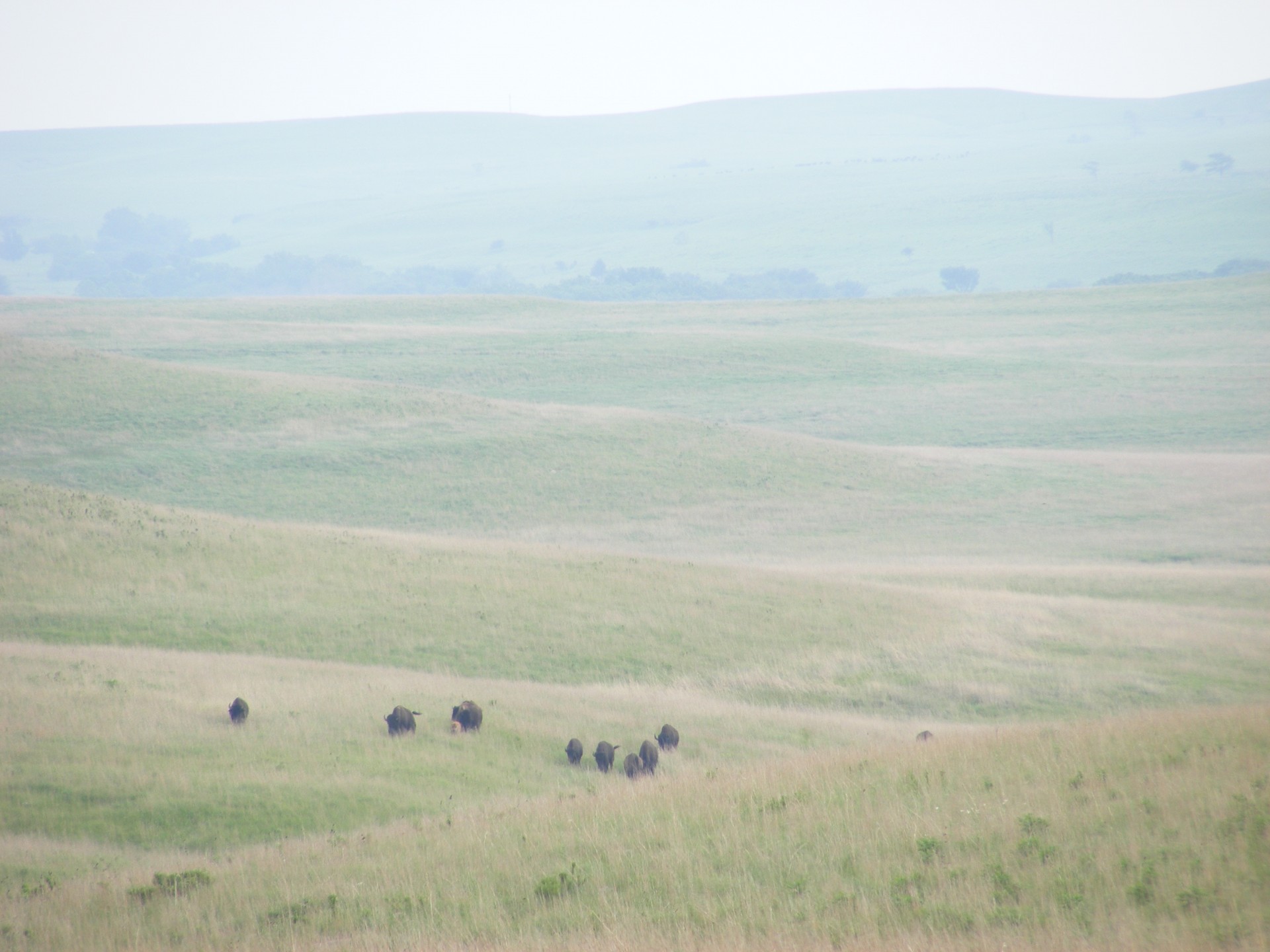 animal animals bison free photo