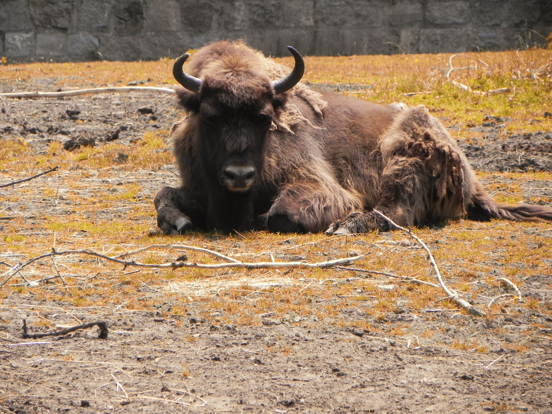 animal bison bison free photo