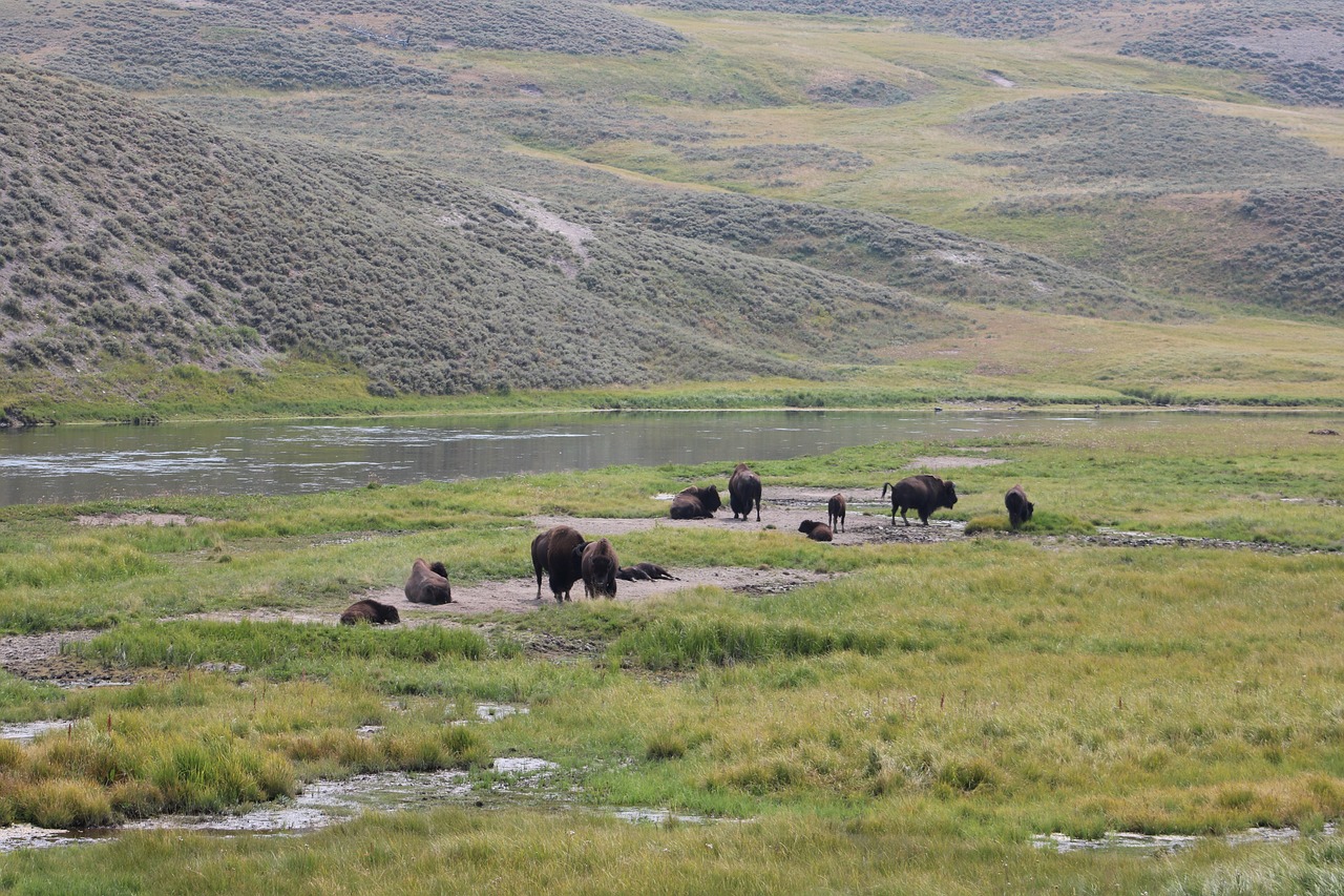 bisons  yellowstone  wyoming free photo