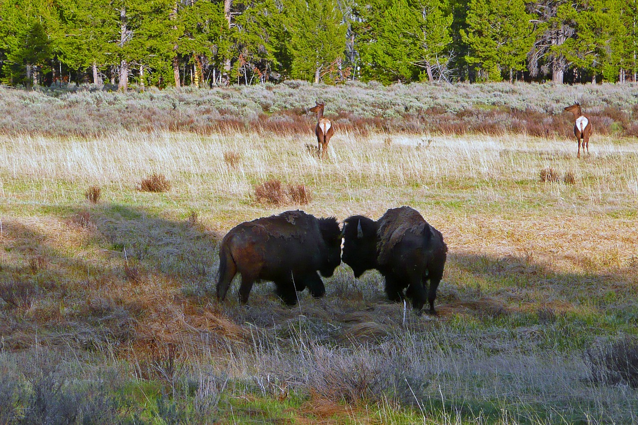 bisons yellowstone national park wyoming free photo