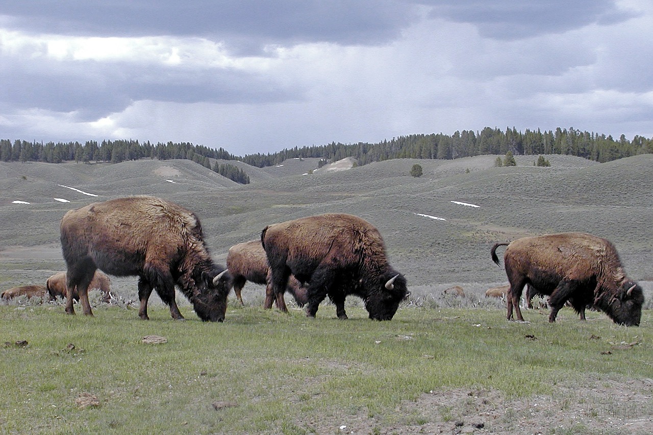 bisons herd wildlife free photo