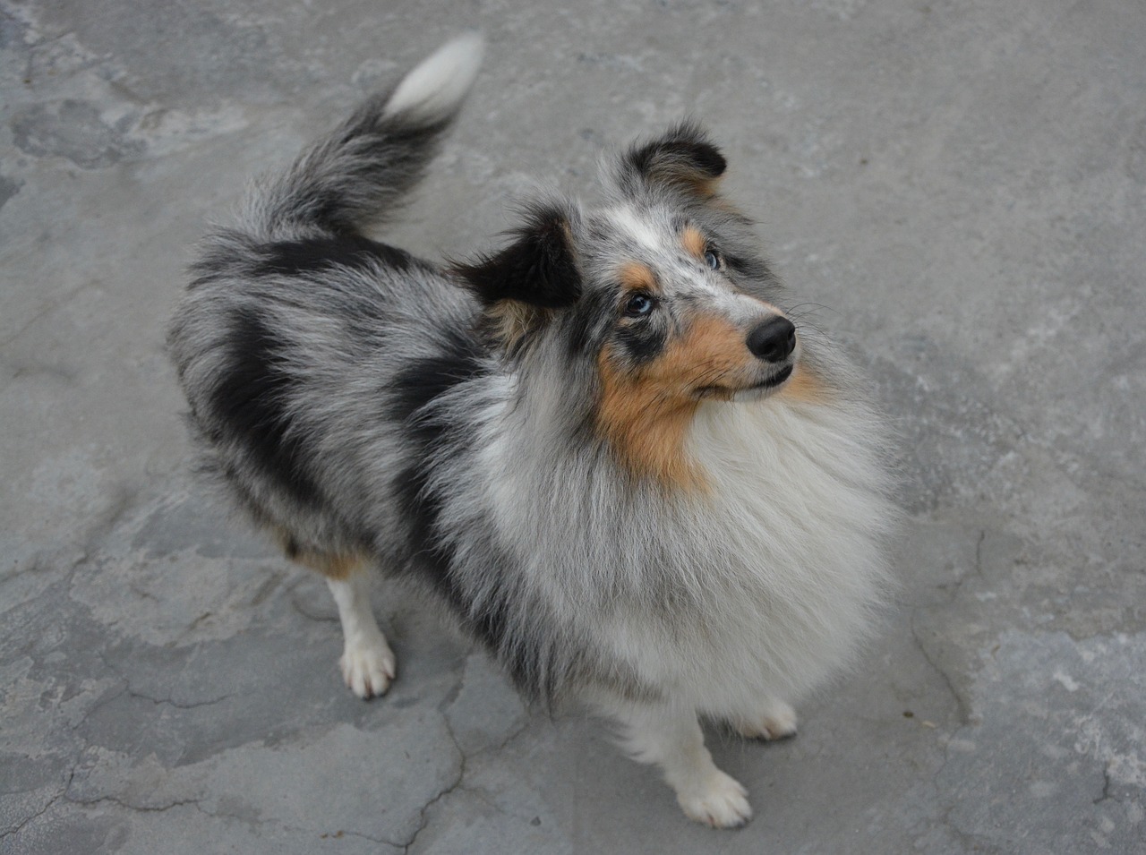 bitch dog shetland sheepdog free photo