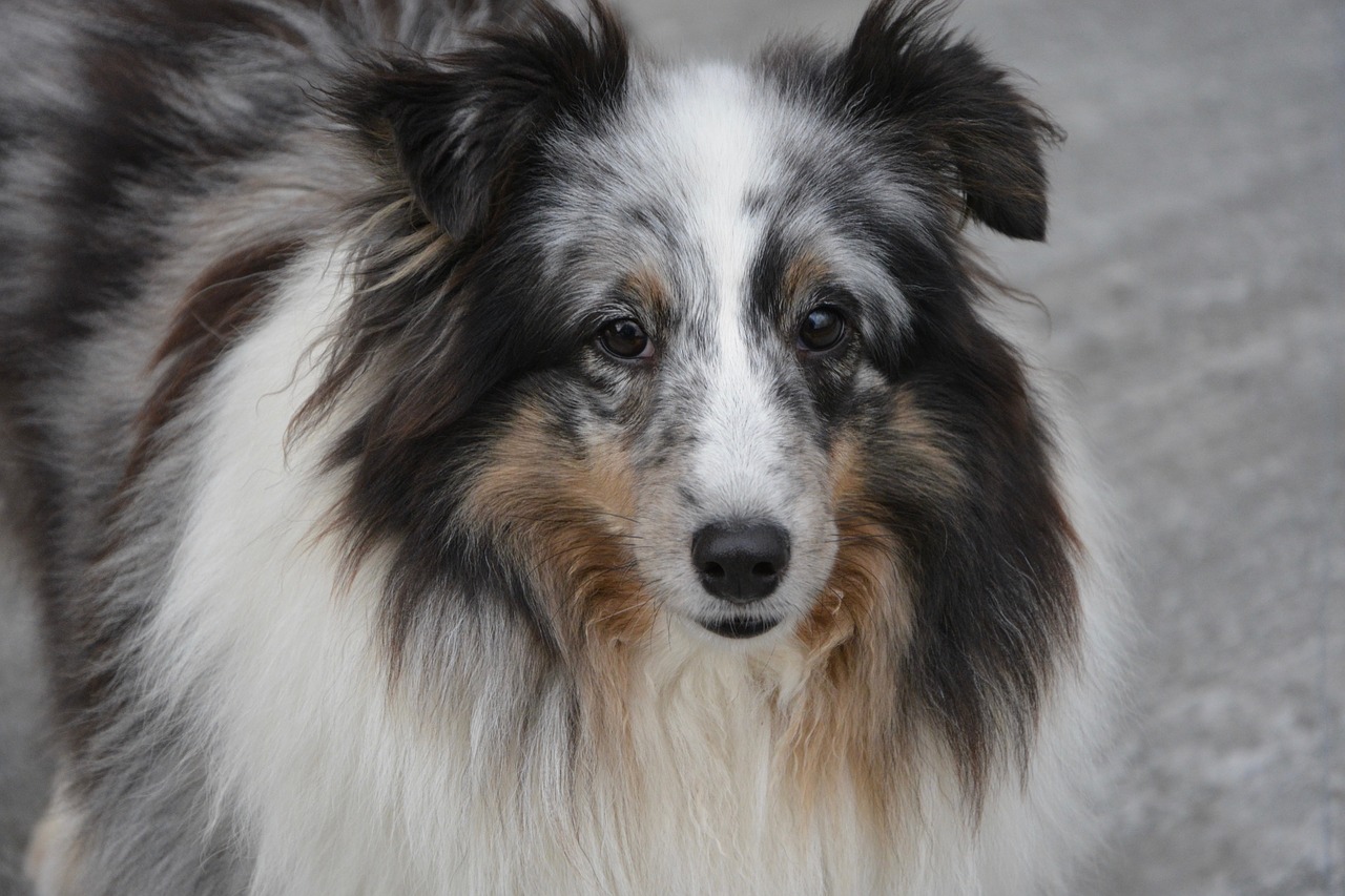 bitch shetland sheepdog color blue merle free photo