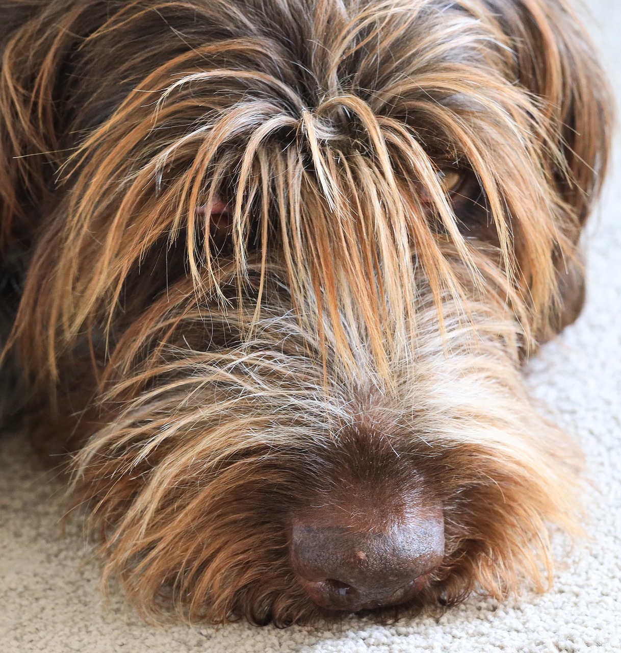 bitch  wirehaired  tired free photo