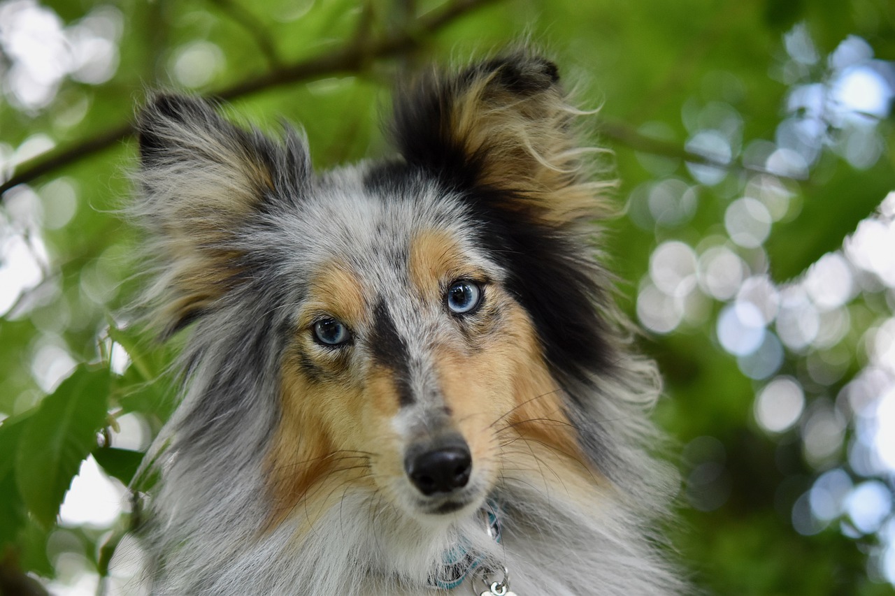 bitch  dog  shetland sheepdog free photo