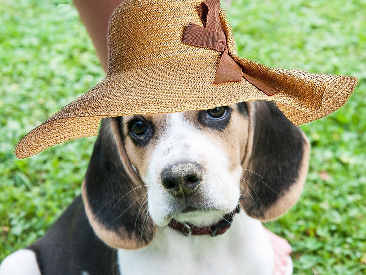 beagle dog bitch free photo