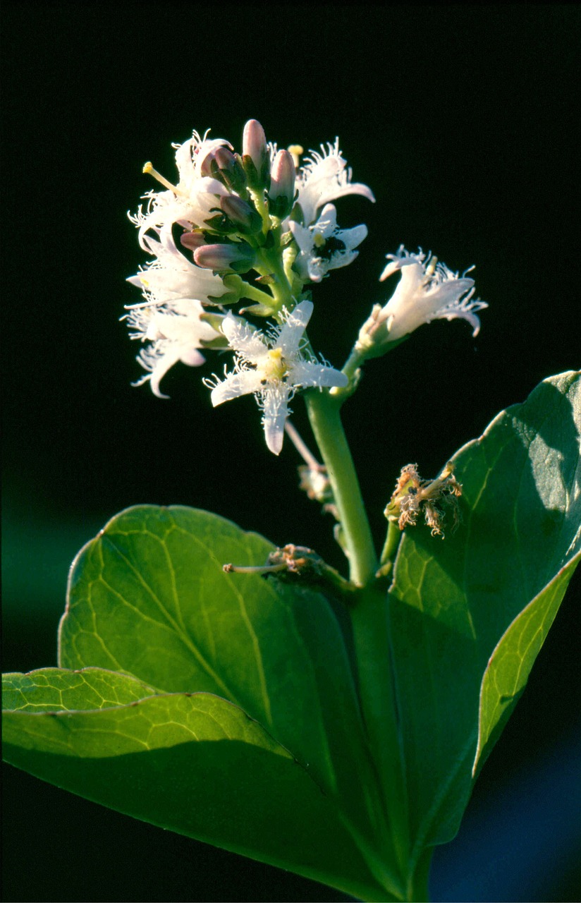 bitter clover flower plant free photo