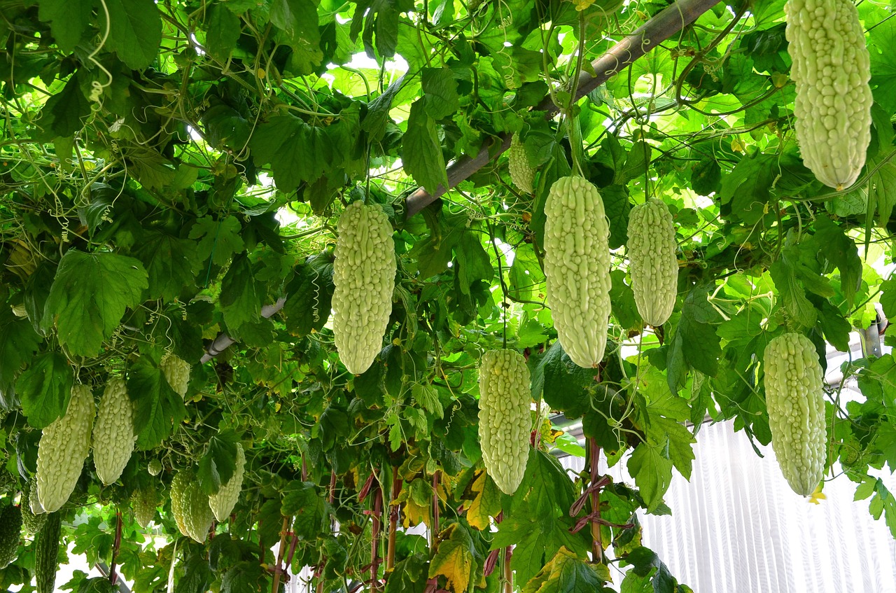 bitter melon droop under the shed free photo