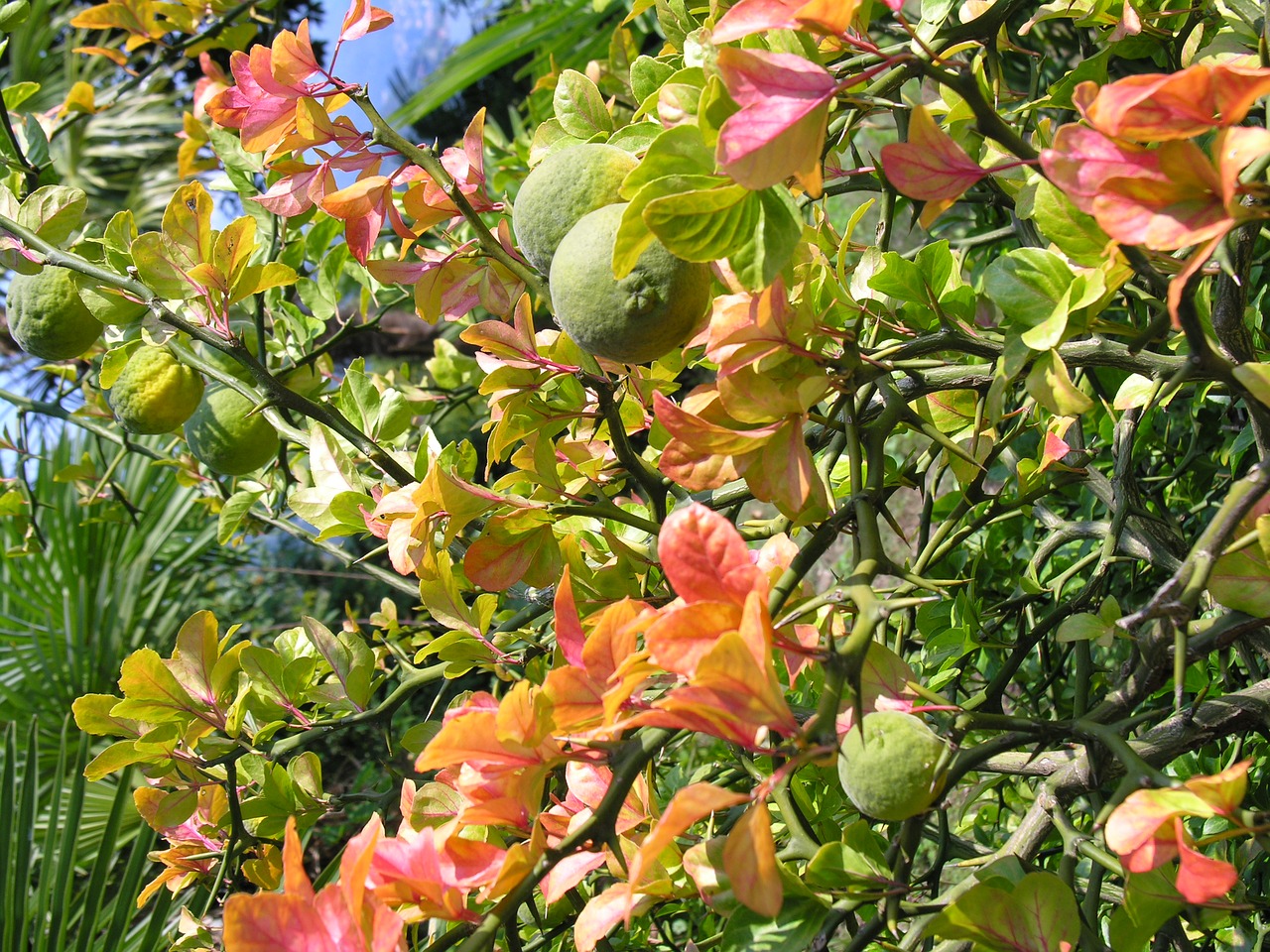 bitter orange fruits trifoliate orange free photo