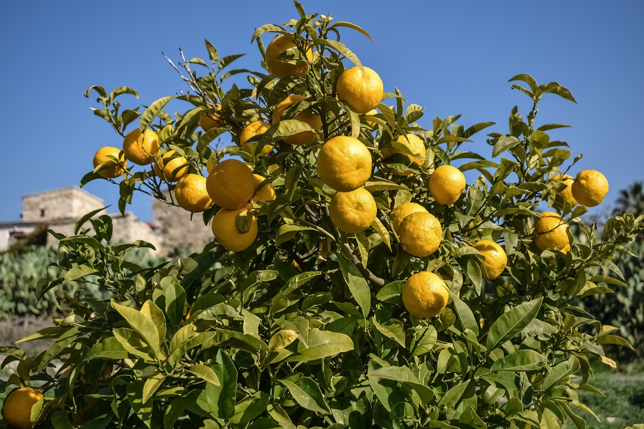 bitter orange citrus fruit free photo