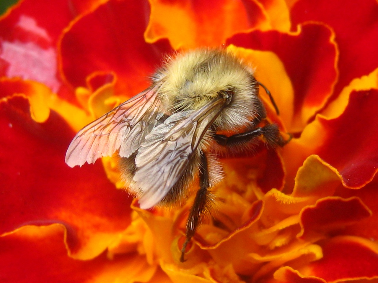 bittern flower gadfly on a flower free photo