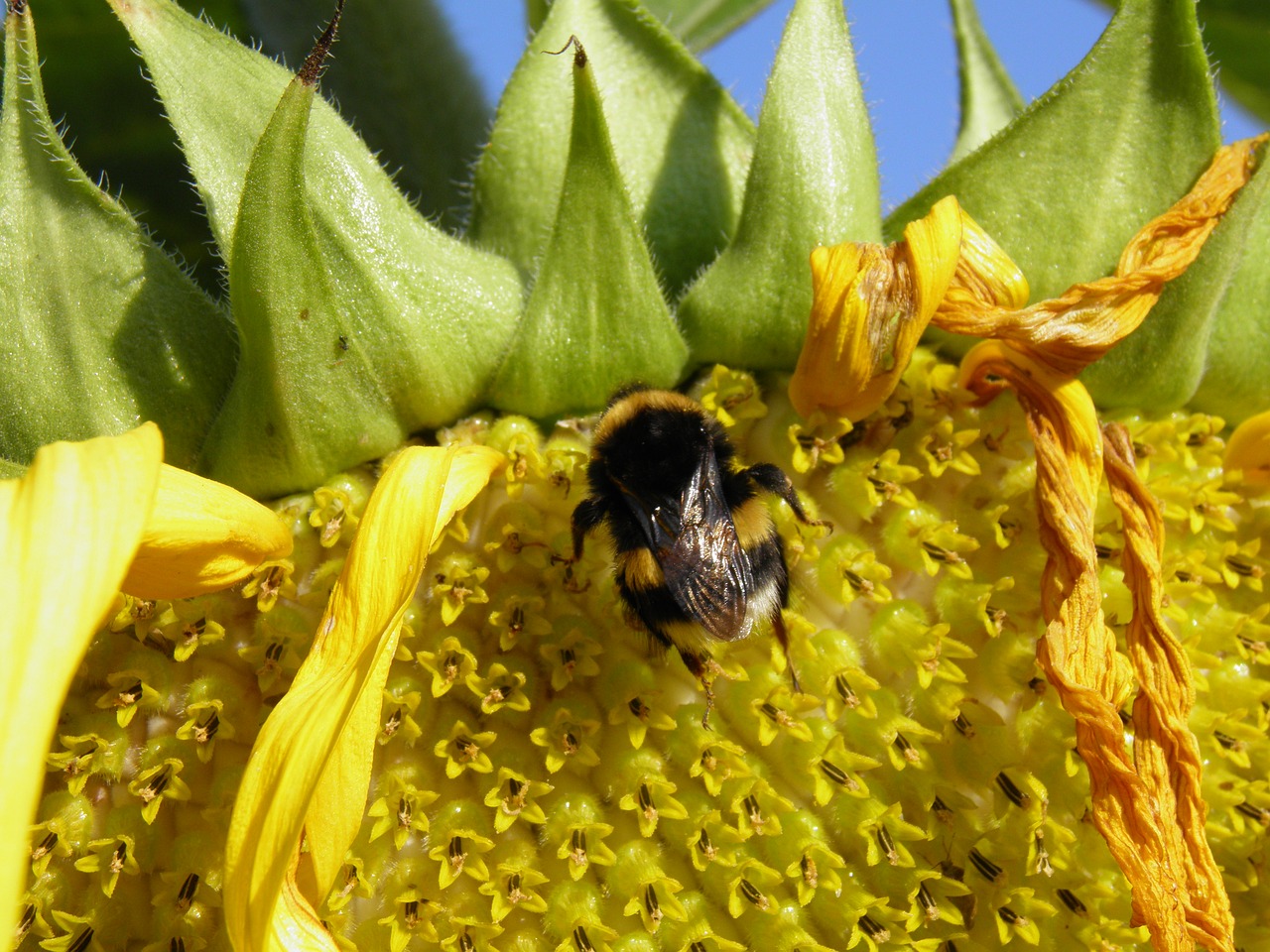 bittern  sunflower  insects free photo