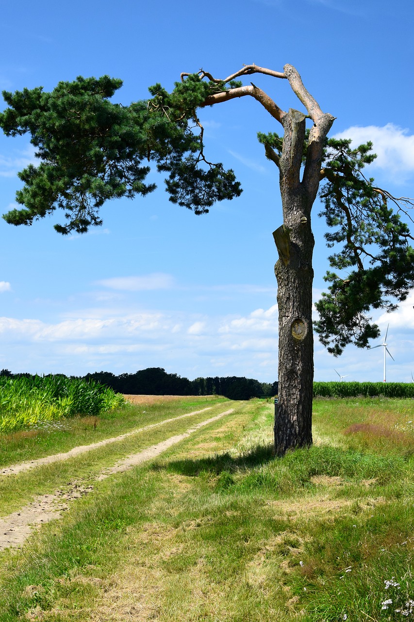 bizarre pine crippled free photo