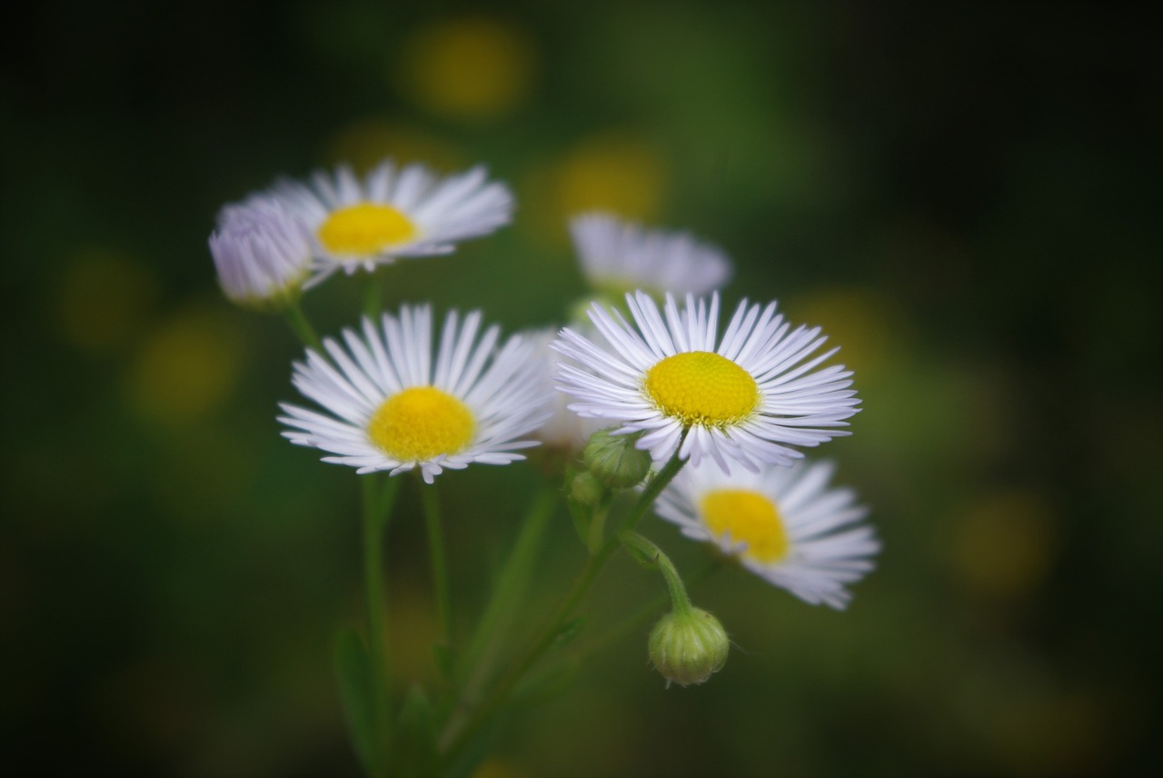 bkume little daisy weed free photo