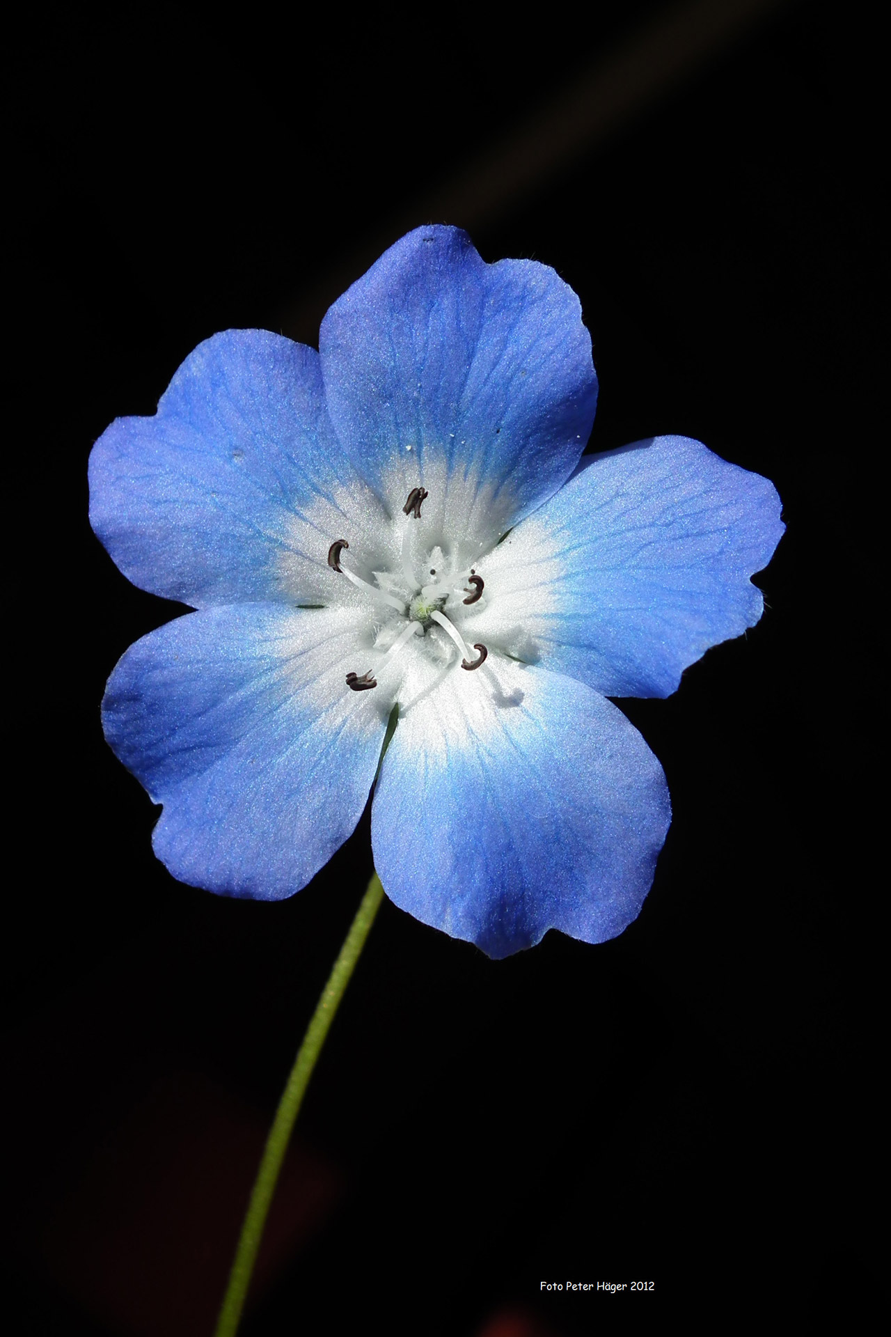 flower flowers blue free photo