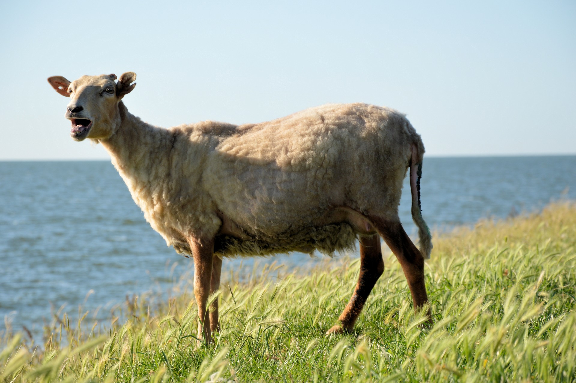 sheep farm nature free photo