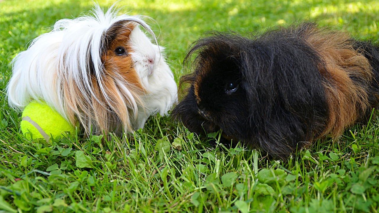 black white guinea pig free photo