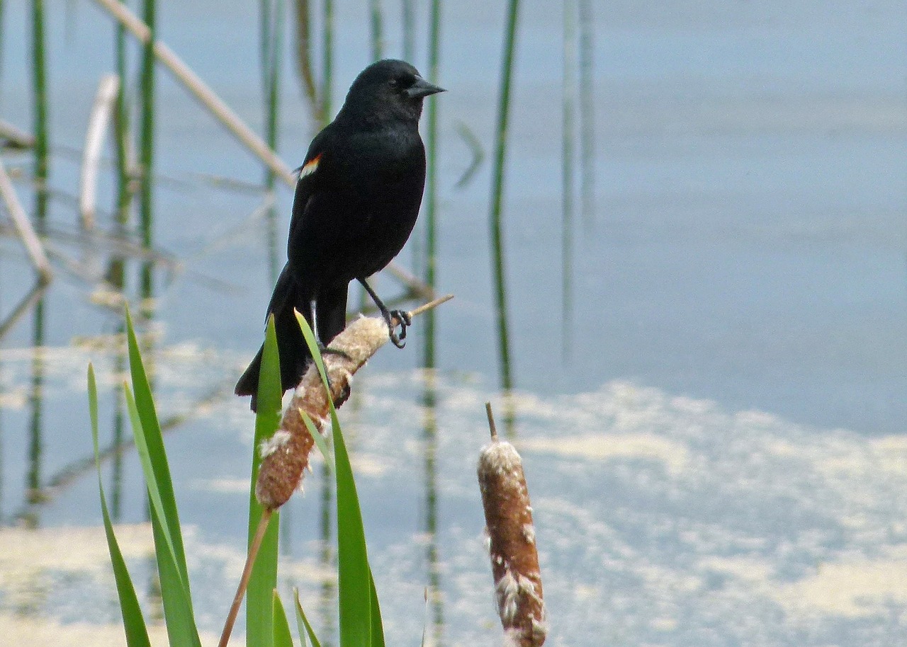 black bird wetland free photo