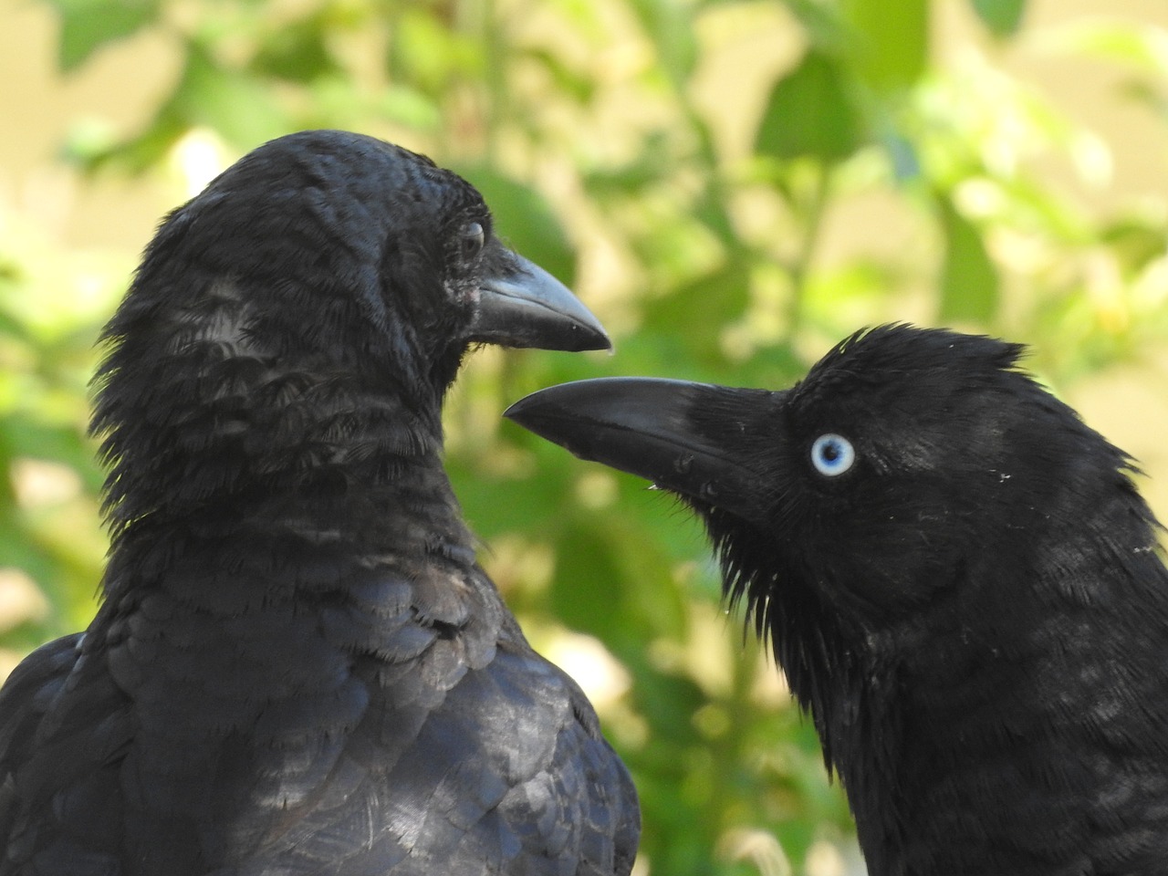 black crows raven free photo