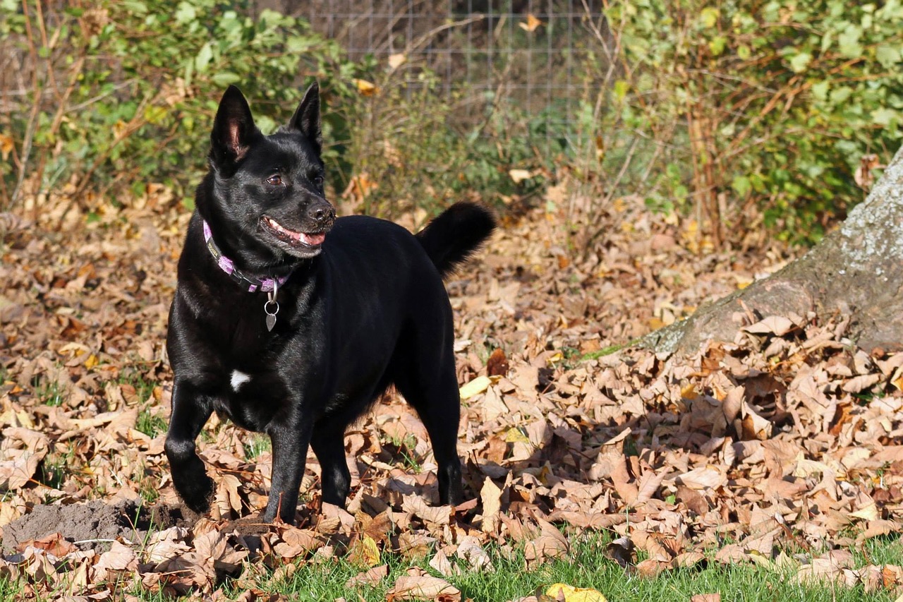 dog black tip autumn free photo