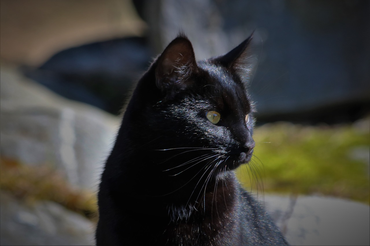 black cat animal free photo