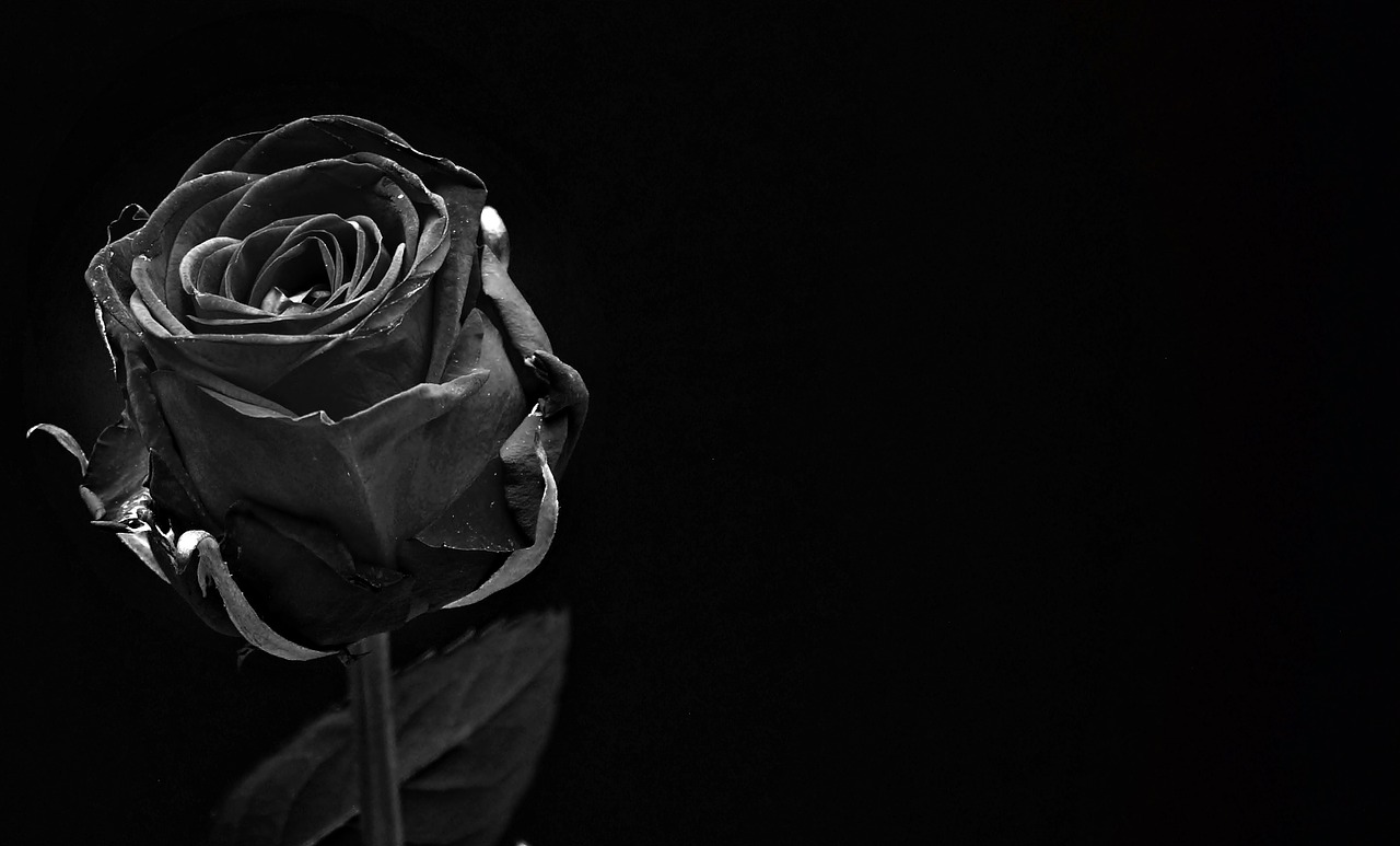 rose black rose bloom free photo